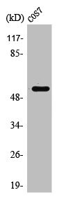 Anti-PTPN1