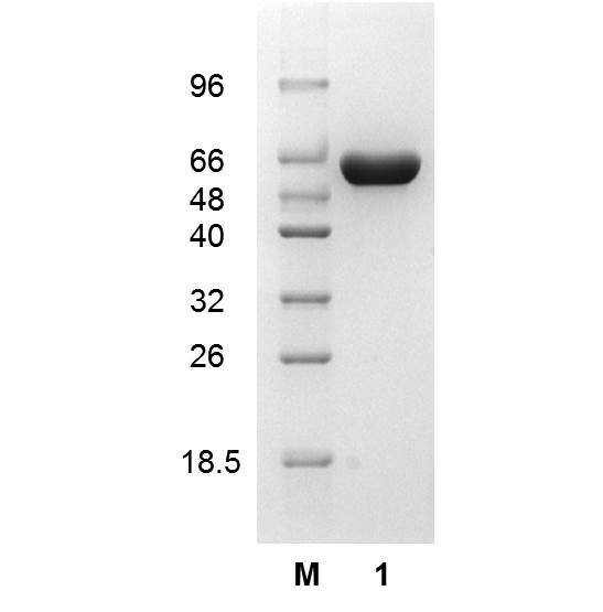 Glucose-6-phosphate dehydrogenase (EC 1.1.1.49), Escherichia coli