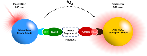 PROTAC(R) Optimization Kit for IRAK4-Cereblon Binding