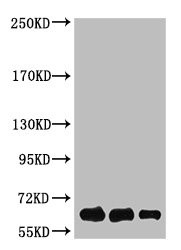 Anti-Luciferase Monoclonal