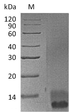 Pro-epidermal growth factor (Egf), partial (Active), mouse, recombinant