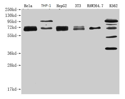 Anti-NFE2L2 Monoclonal, clone 2F6C6