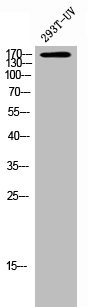 Anti-Phospho-FLT3 (Y842)