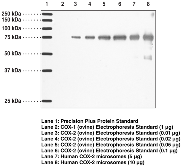 Anti Cox 2 Clone Cx229 Cayman Chemical 2250