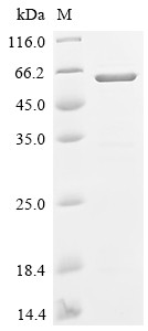 Nucleobindin-2 (NUCB2), human, recombinant