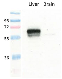 Anti-GLUT2 (mouse), pAb (IN118)