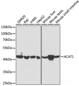 Anti-ACAT1