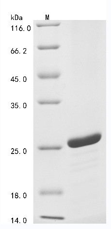 Histone H2B type 1-K (H2BC12), human, recombinant