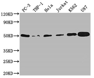 Anti-PTPN1 Recombinant Monoclonal, clone 1G3