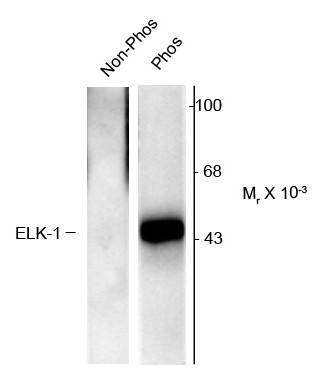 Anti-phospho-ELK1 (Ser383)