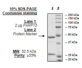 PARP15, active human recombinant protein, GST-tag