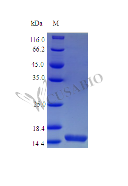 Interleukin-21 protein (Il21) (Active), mouse, recombinant