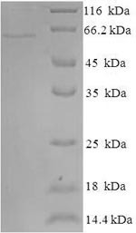 Indoleamine 2,3-dioxygenase 2 (IDO2), human, recombinant