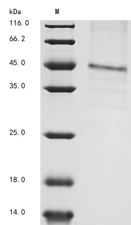 GDNF family receptor alpha-1 (Gfra1), mouse, recombinant