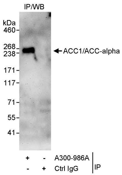 Anti-ACC1/ACC-alpha