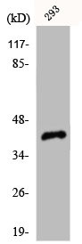 Anti-CDK7