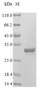 High mobility group protein B1 (Hmgb1), rat, recombinant