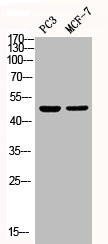 Anti-Phospho-MAPK14 (Y182)