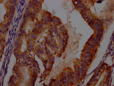 Anti-IDO1 Recombinant Monoclonal, clone 9E5