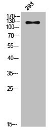 Anti-Phospho-JAK2 (Y570)