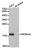 Anti-Histone H3K36me2