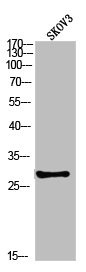 Anti-Phospho-PPP2CA (Y307)