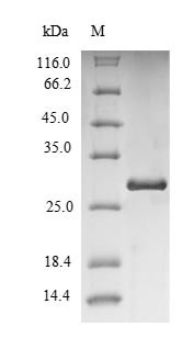 Immunoglobulin iota chain (VPREB1), human, recombinant