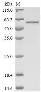Lanosterol 14-alpha demethylase (cyp51), Mycobacterium tuberculosis, recombinant