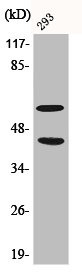 Anti-Phospho-MAPK8/MAPK9/MAPK10 (T183/Y185)