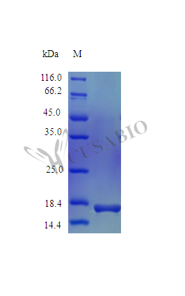 Interleukin-2 protein (Il2) (Active), mouse, recombinant