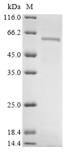 Cytochrome P450 1A1 (CYP1A1), human, recombinant