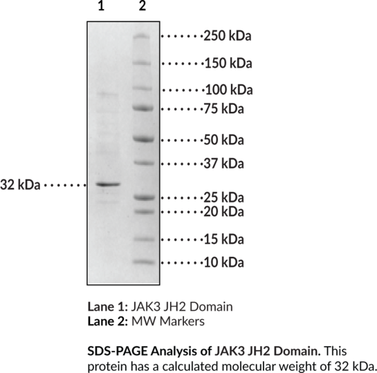 JAK3 JH2 Domain (human, recombinant, aa 511-790)