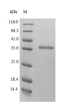 D-beta-hydroxybutyrate dehydrogenase, mitochondrial (BDH1), human, recombinant