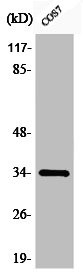 Anti-Phospho-CDK1 (Y15)