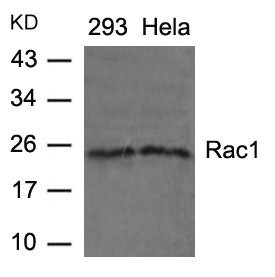 Anti-RAC1 (Ab-71)