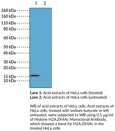 Anti-Histone H2A.ZK4Ac Monoclonal Antibody (RM221)