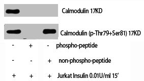 Anti-Phospho-CALM1 (T80/S82)