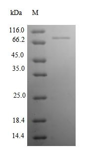 Neural cell adhesion molecule 1 (Ncam1), partial, rat, recombinant