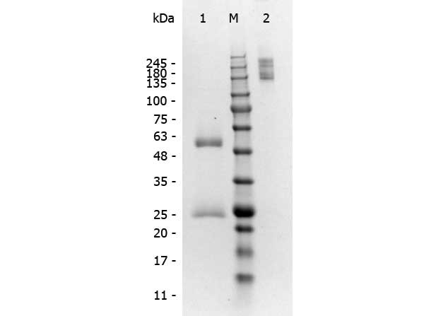 Mouse Gamma Globulin Fraction (BULK ORDER)