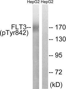 Anti-Phospho-FLT3 (Tyr842)