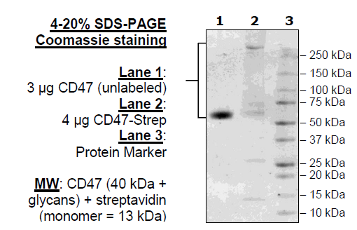 CD47, Fc-Fusion, Streptavidin-Labeled (Human) HiP(TM)