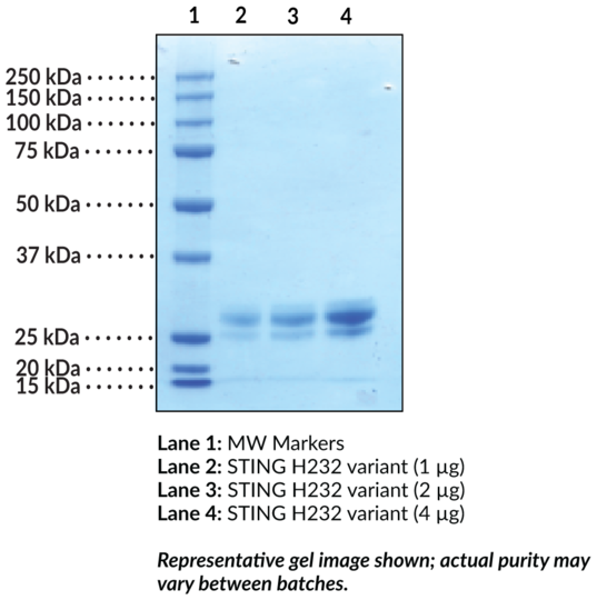 STING H232 variant (human, recombinant)