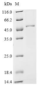 Double-stranded RNA-specific adenosine deaminase (Adar), partial, mouse, recombinant