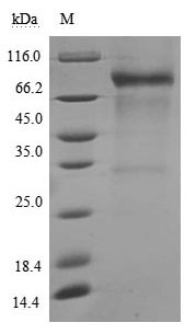 Membrane cofactor protein (CD46), partial (Active), human, recombinant