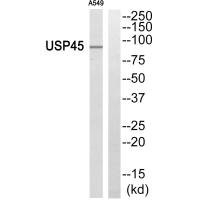 Anti-USP45