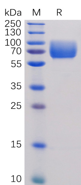 Human B7-2 Protein, hFc Tag