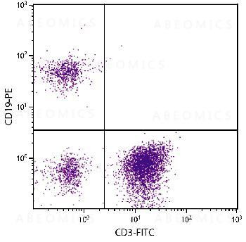 Anti-CD19-PE (human) [Mouse]