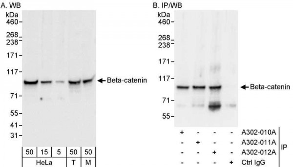 Anti-Beta-catenin