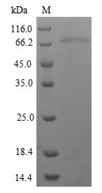 Nuclear receptor subfamily 1 group I member 2 (NR1I2), human, recombinant