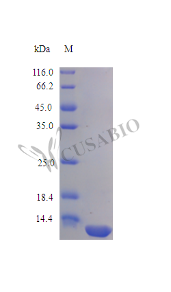 Interleukin-13 protein (IL13), partial (Active), human, recombinant